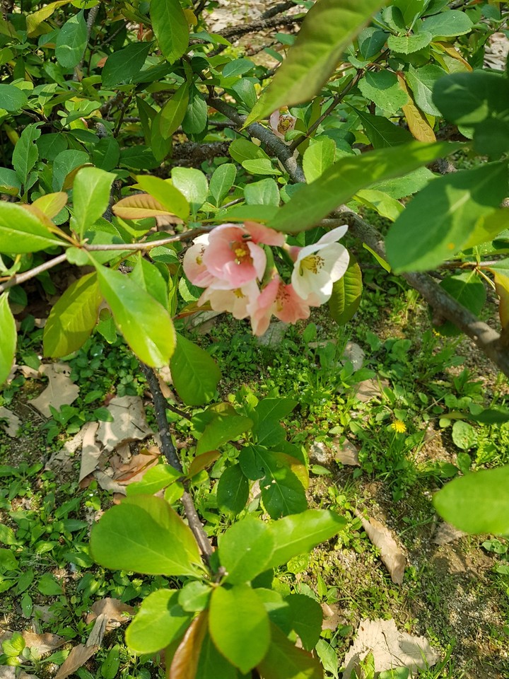 오월의 푸르름
