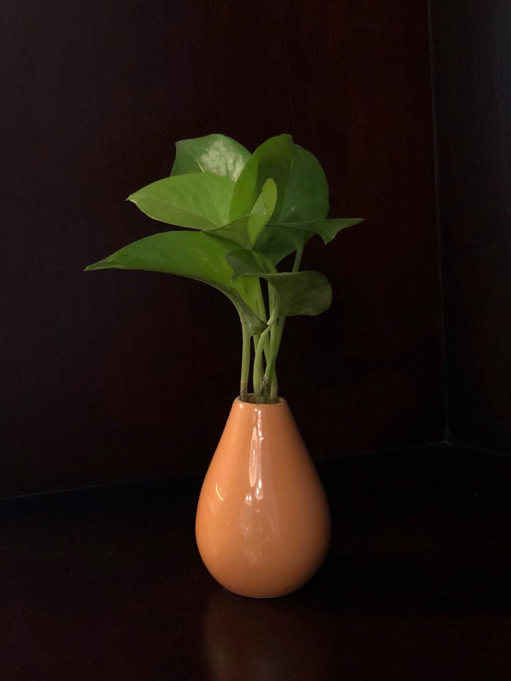 carrot