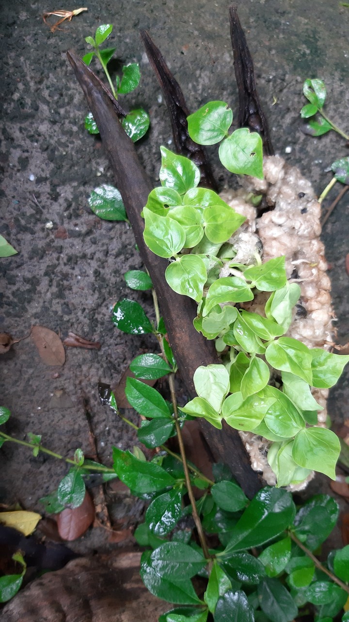 Nature