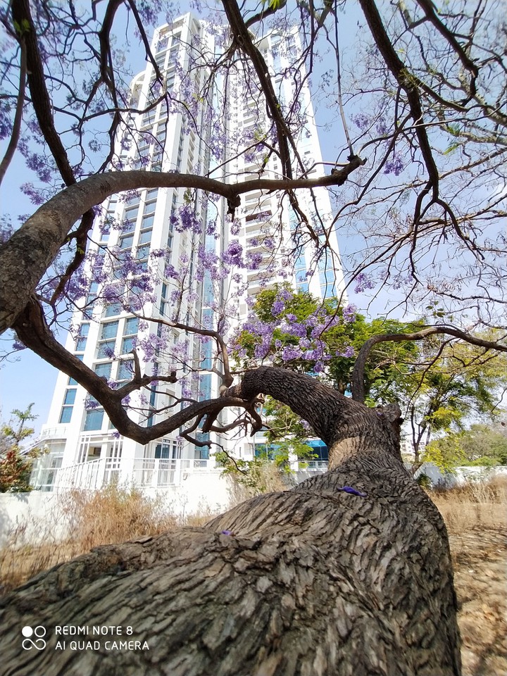 Purple Summer