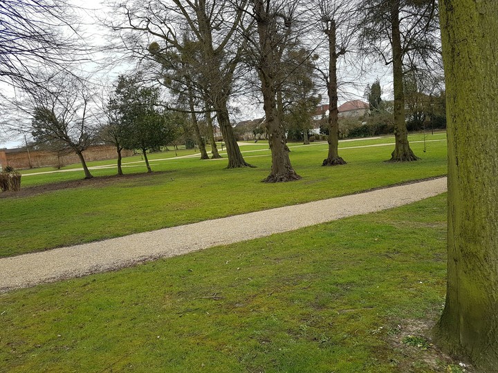 Trees in Park