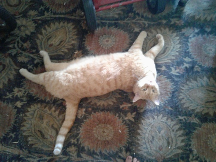Cat
