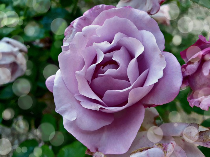 Lilac Rose