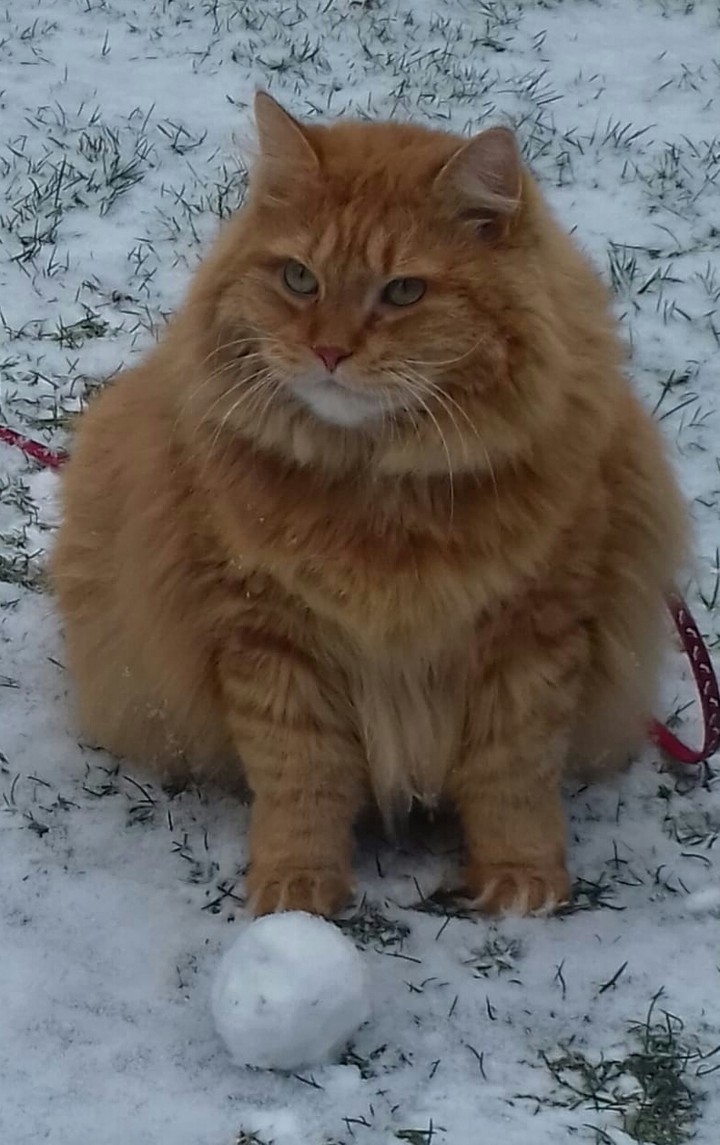 Max