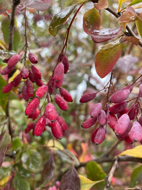 Berberidaceae, Barberry