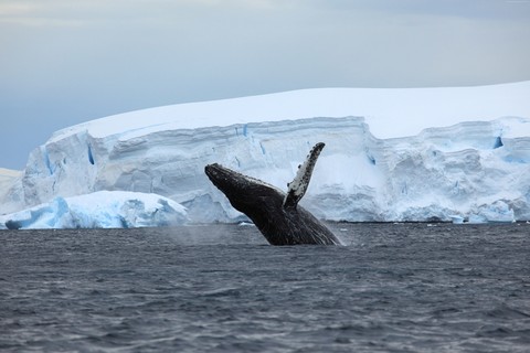 whale