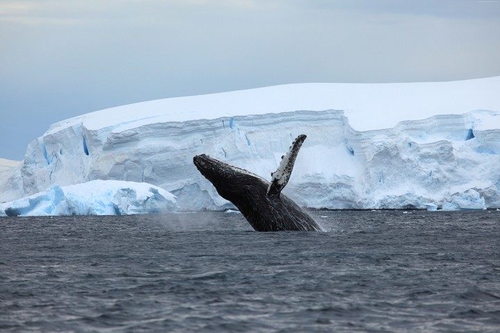 whale