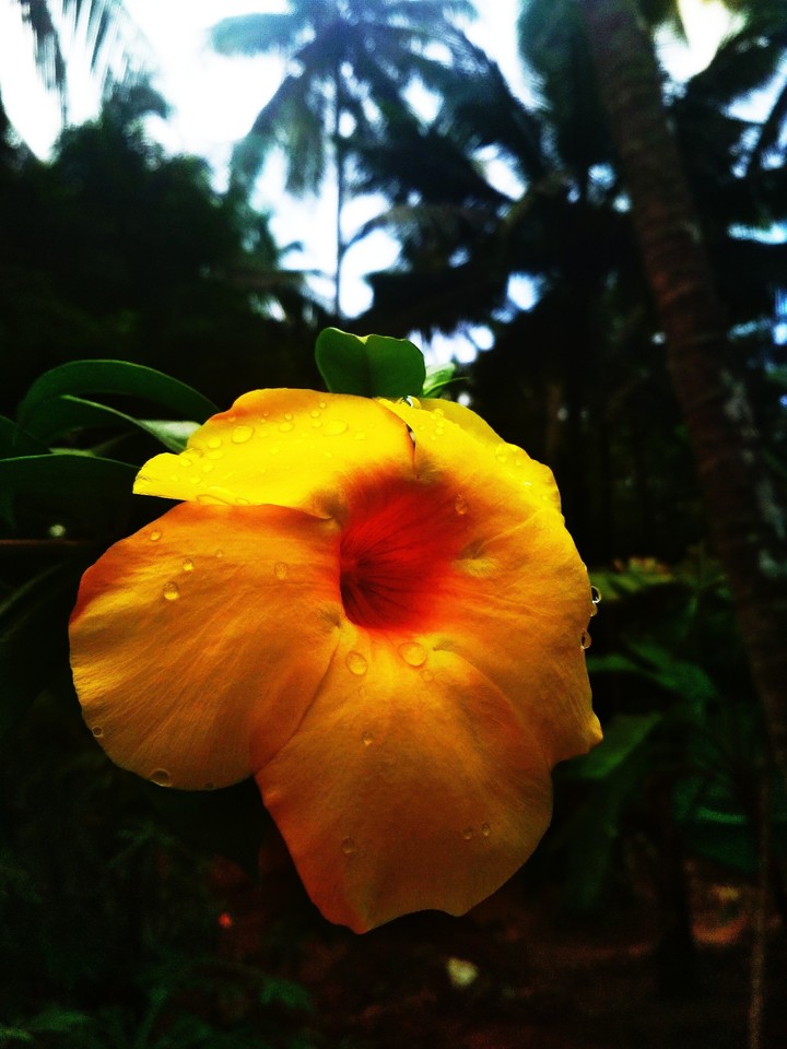 flower