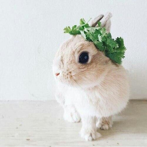 Rabbit