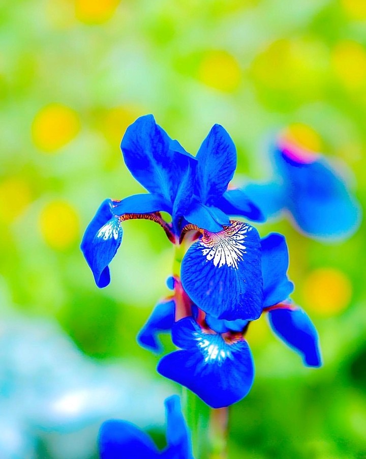 blossom