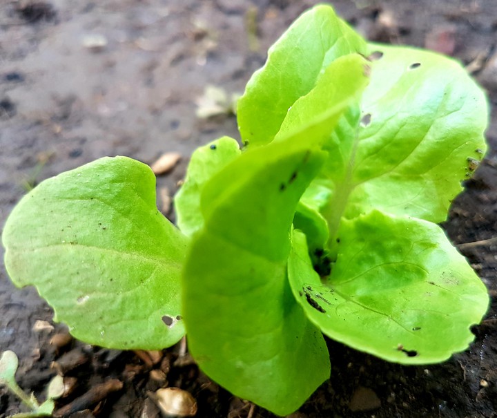 Lettuce