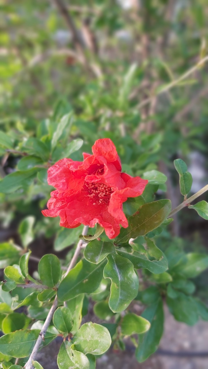 Pomegranate