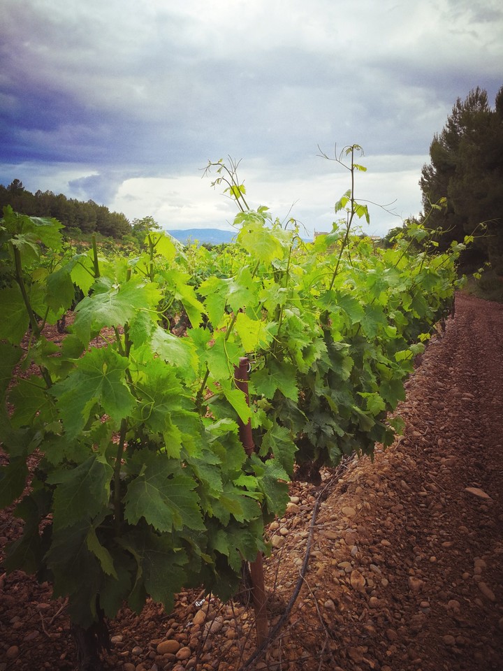 Wine