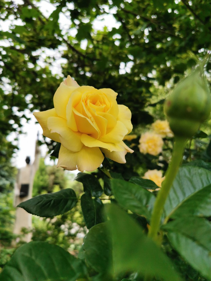#roses #flowers #yellow