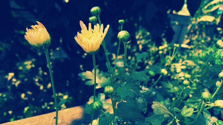 chrysanthemums