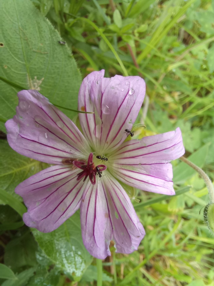 Geranium nodosum