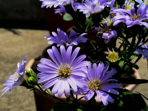 nature of beauty
