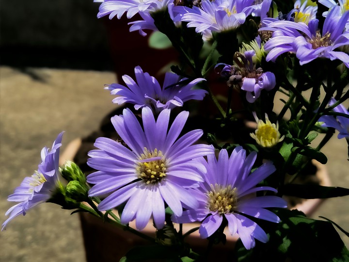 nature of beauty