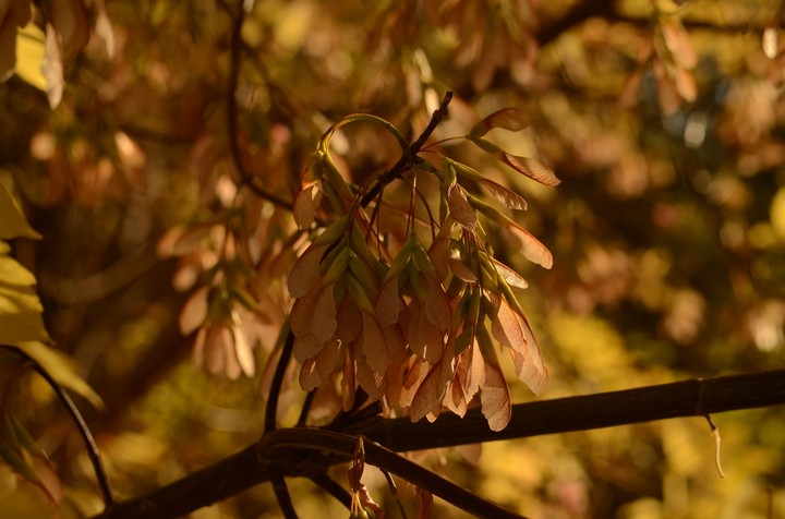 Autumn