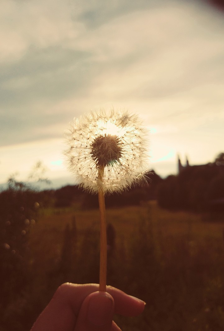 Beauty sun