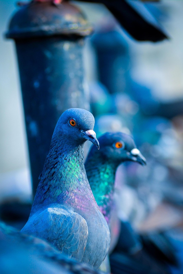 Bird