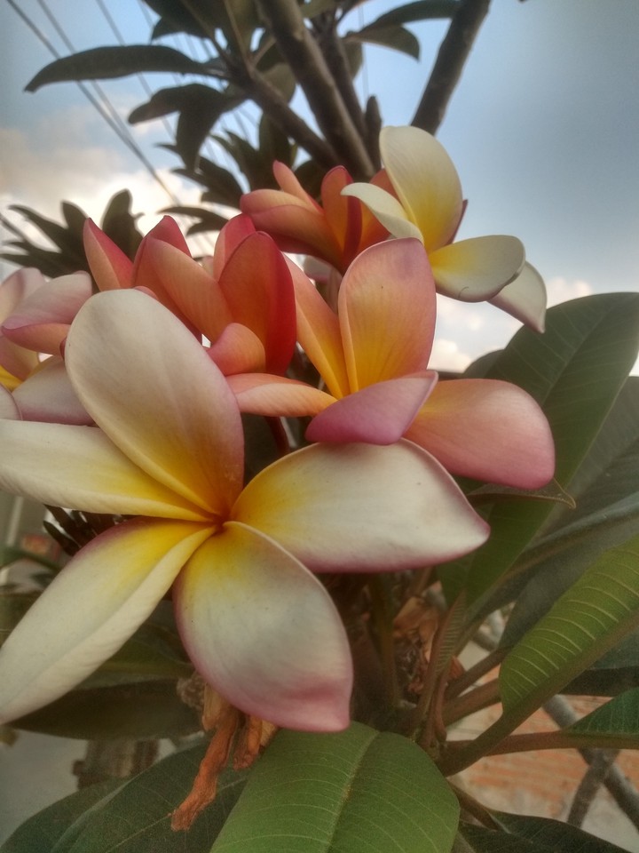 flores