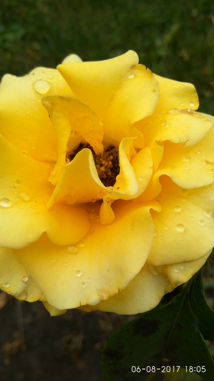 Rose
