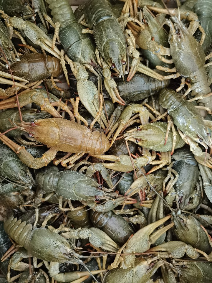 Раки