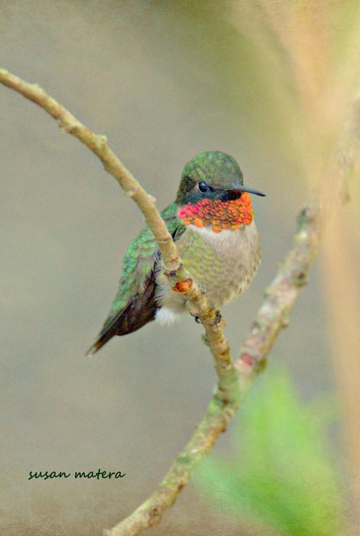 hummingbird love