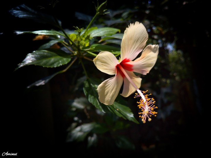 A Flower Without Smelt