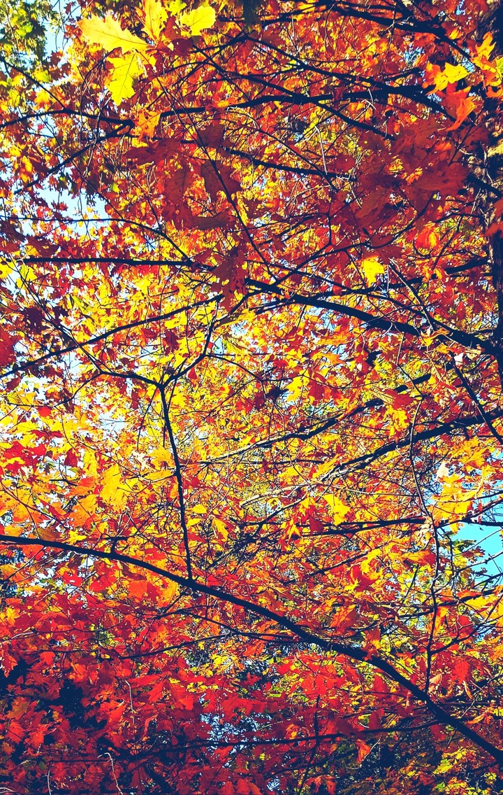 Autumn leaves