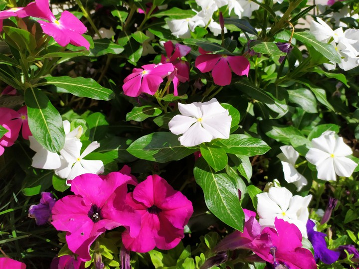 flowers