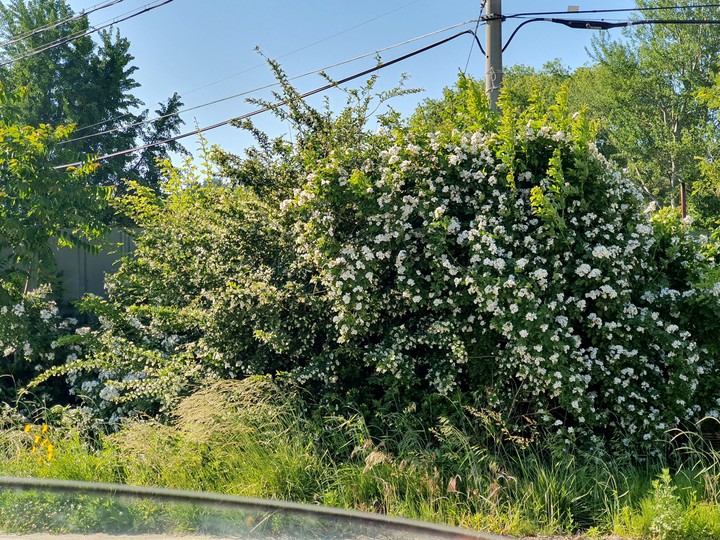 flower bushes