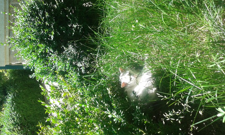 sunny spot )