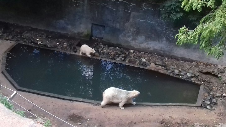 Polar Bear