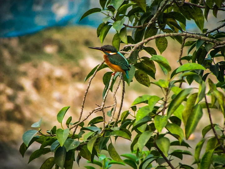 Nature's beauty