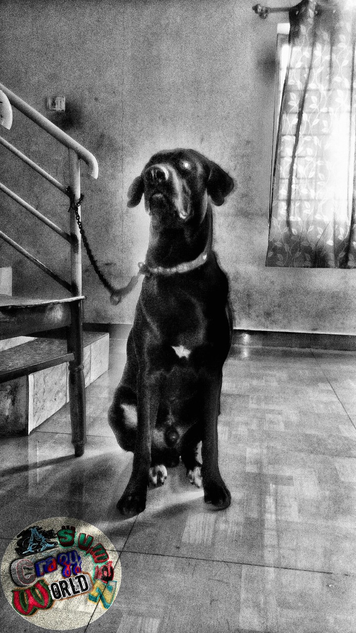 hell hound...beast bound