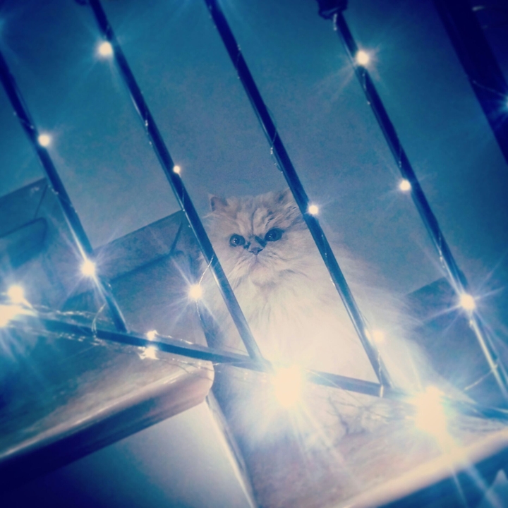 Luci di Natale