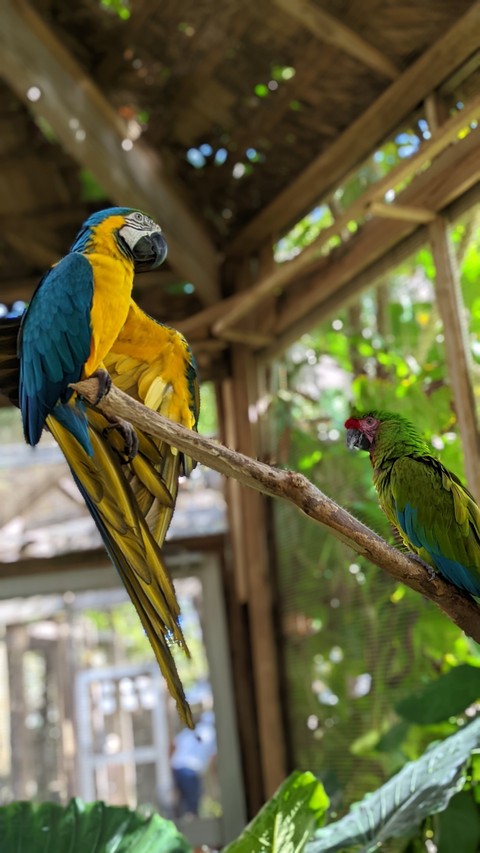 beak, feather वॉलपेपर