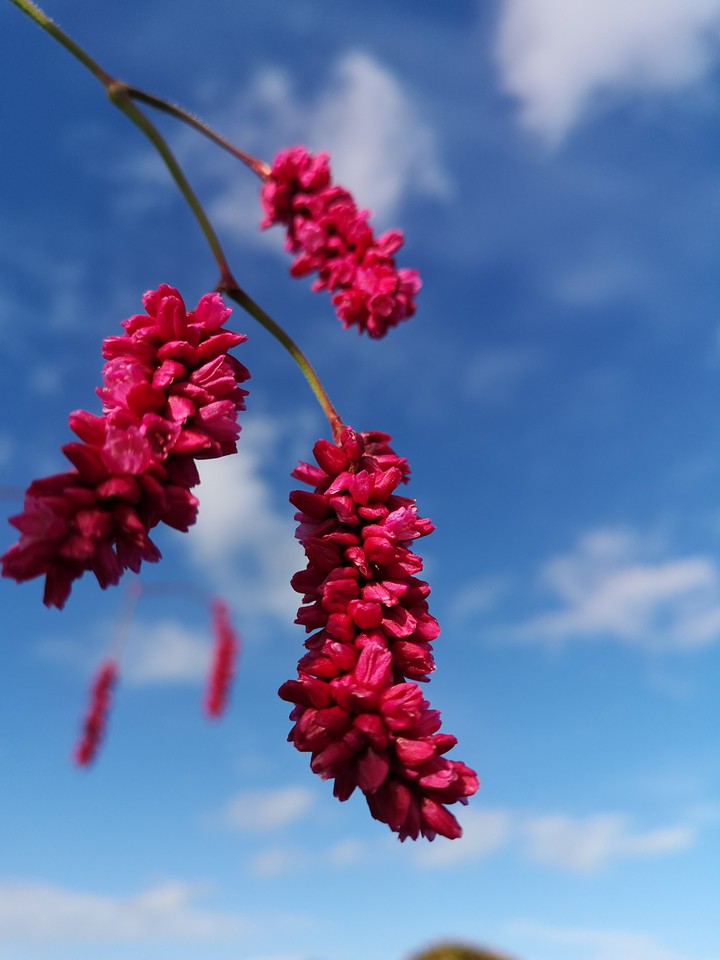 Pink on blue