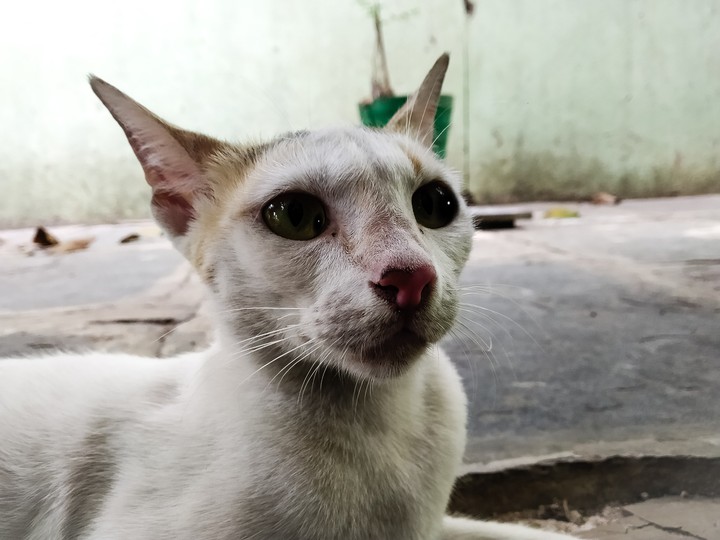 cat