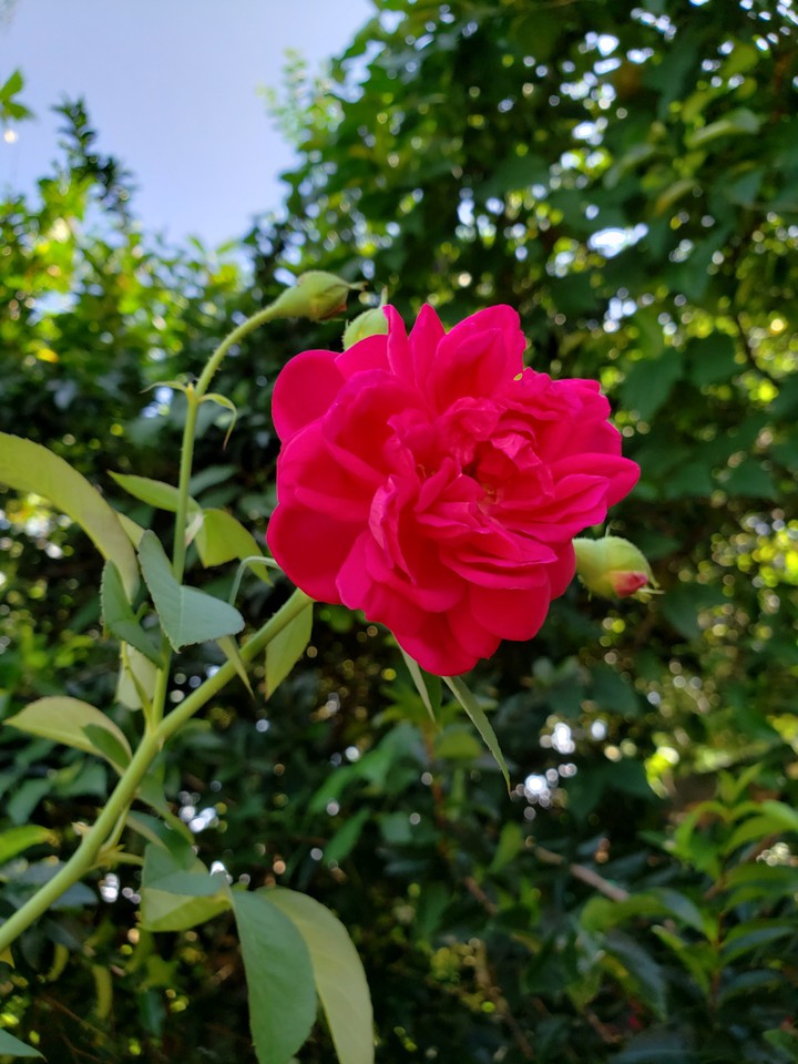 Flores do Meu Jardim