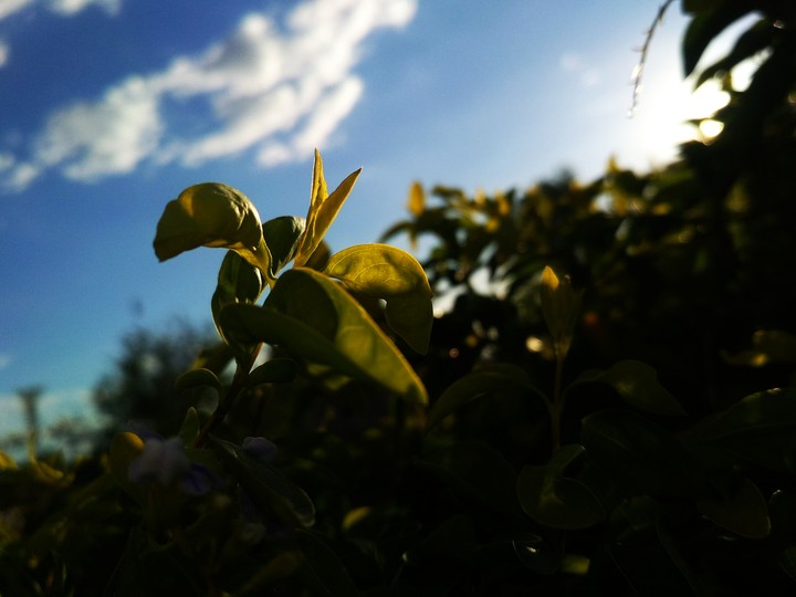 Sky