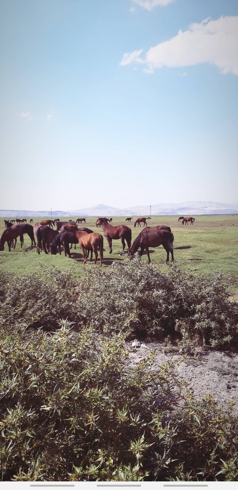 hors