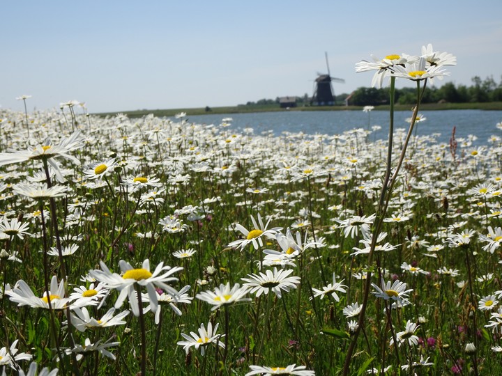 nature flower