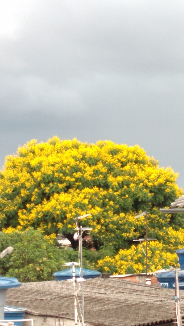 árvore em flores