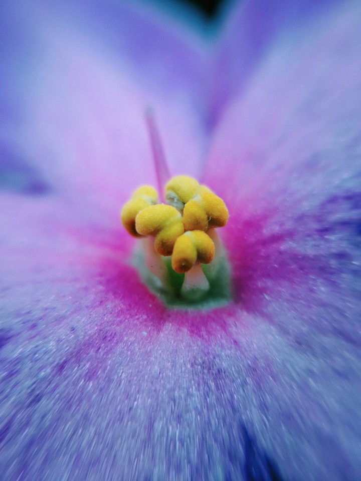 violet