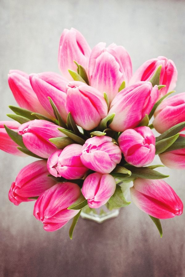 tulip