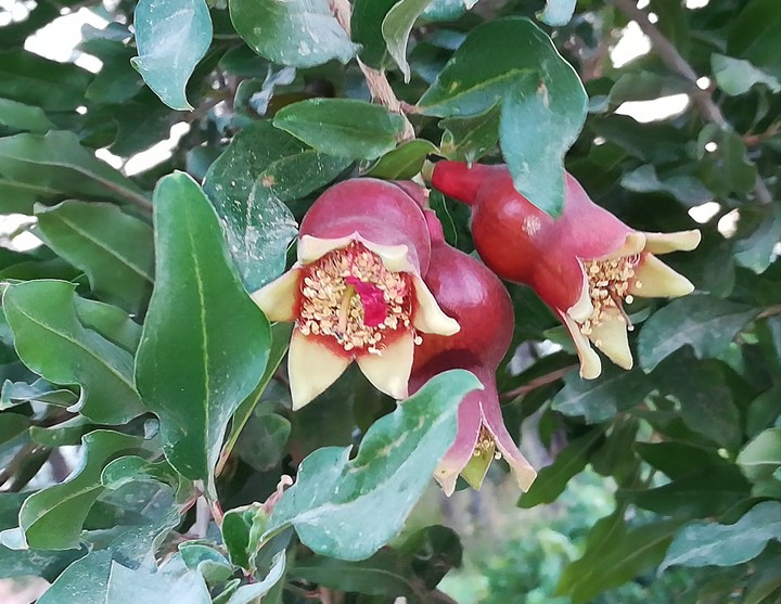 pomegranate
