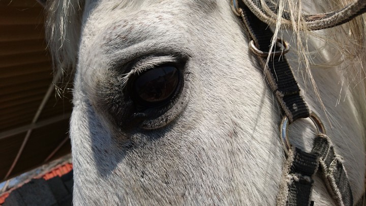 horse